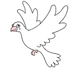 پرورش کبوتر